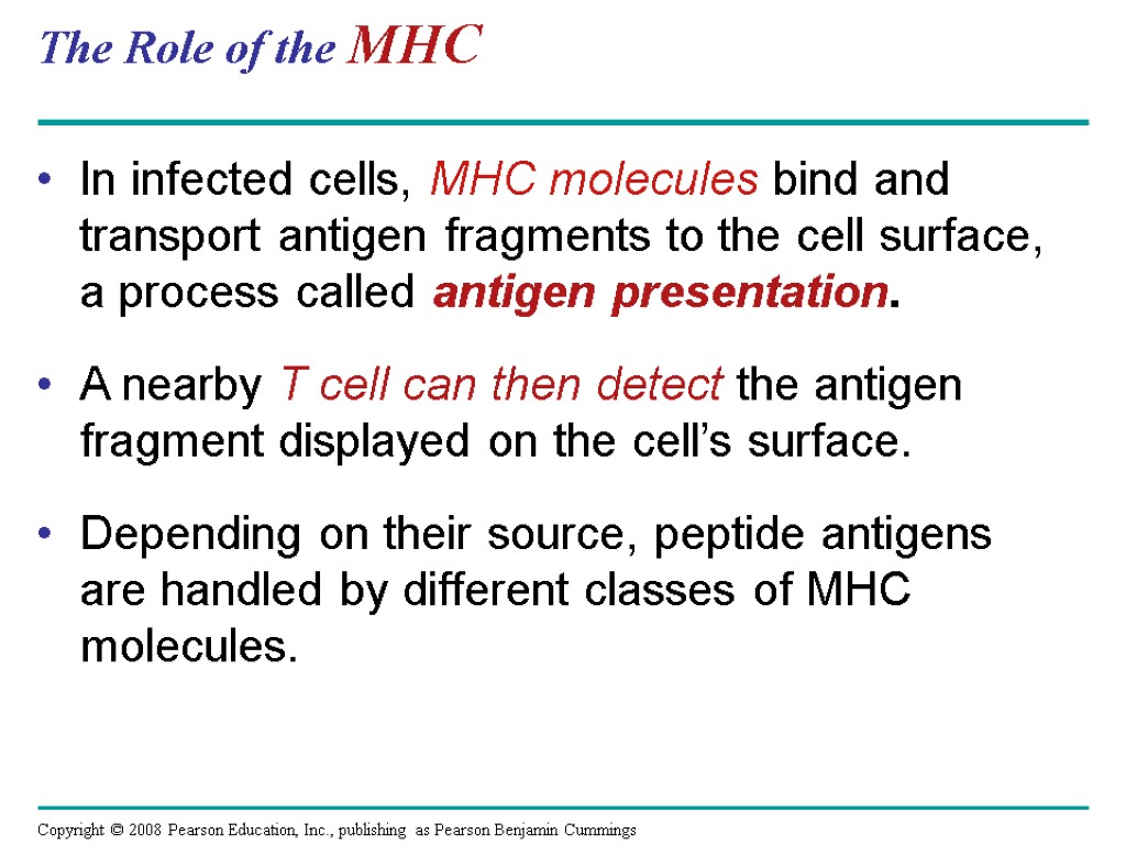 The Role of the MHC In infected cells, MHC molecules bind and transport antigen